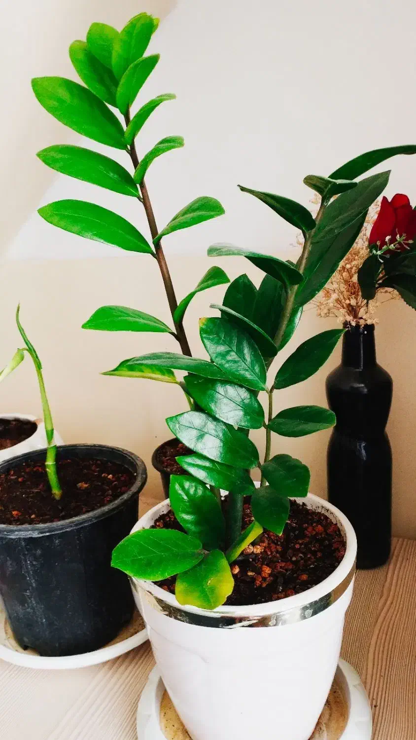 فروش زاموفیلیا ی سبز   با۱۰%تخفیف|گل و گیاه طبیعی|سرپل ذهاب, |دیوار