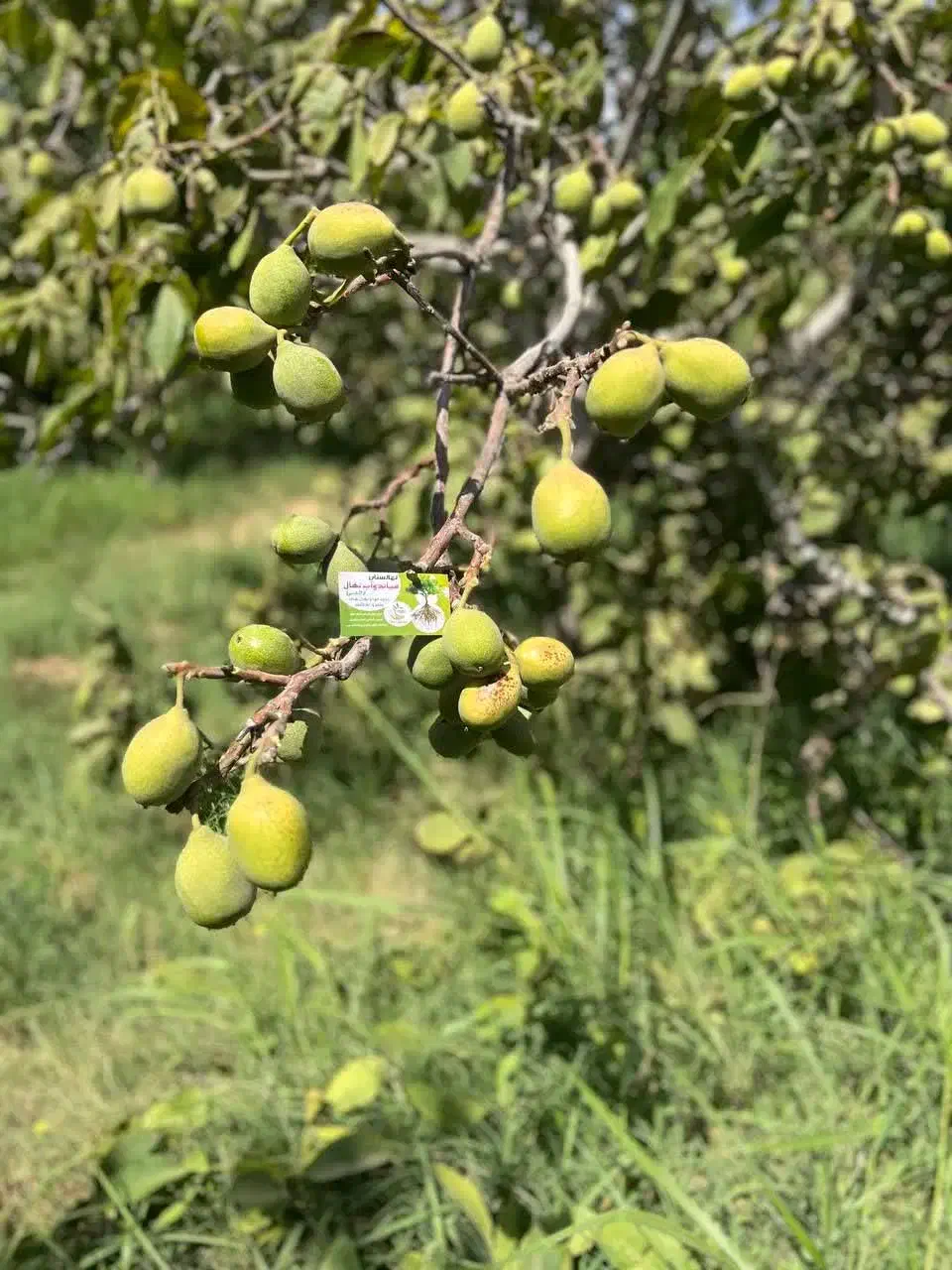 ارائه نهال گردو جمال مقاوم به سرما|خدمات باغبانی و درختکاری|گیلوان, |دیوار