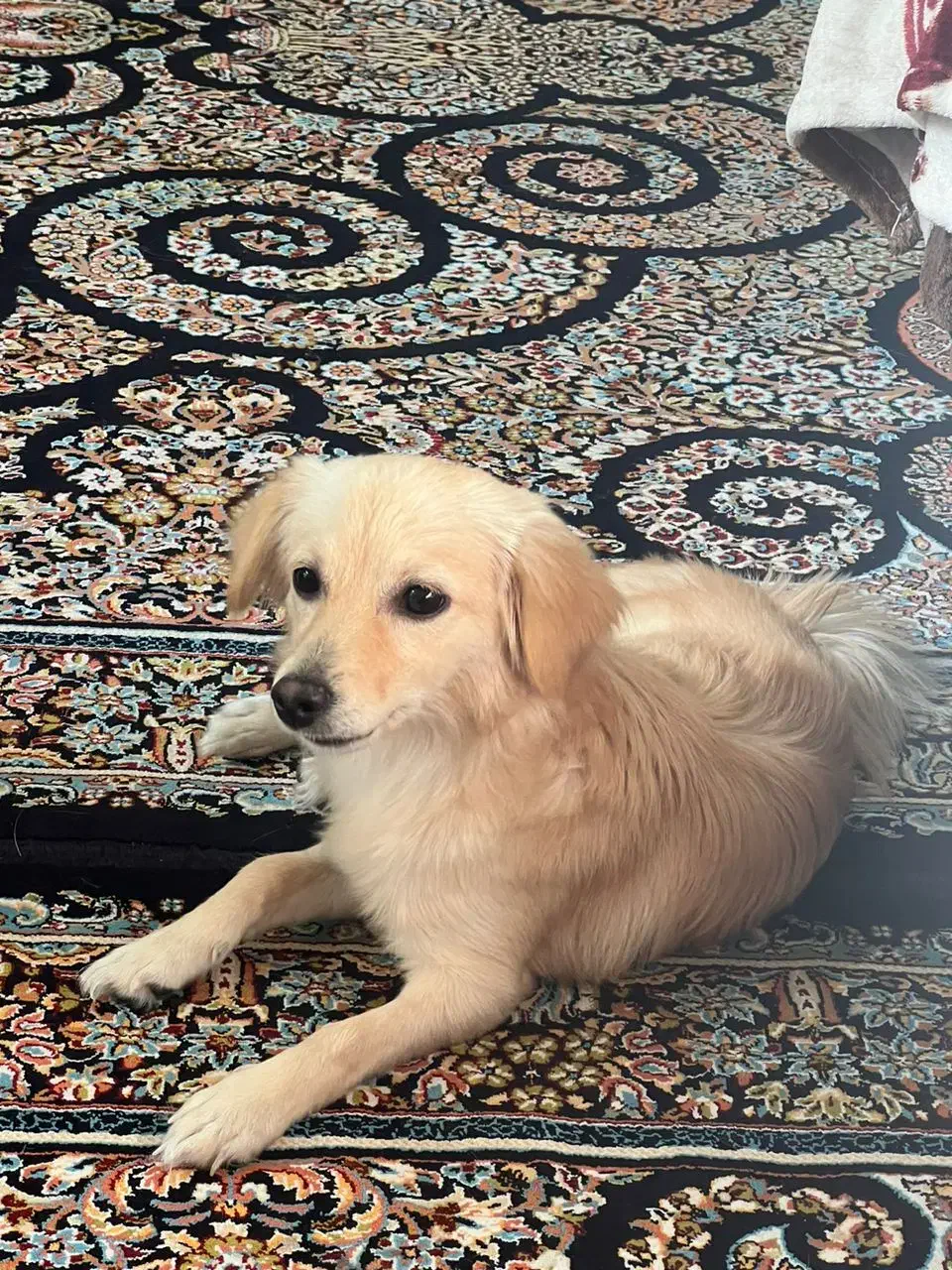 سگ ماده|سگ|شهرکرد, |دیوار