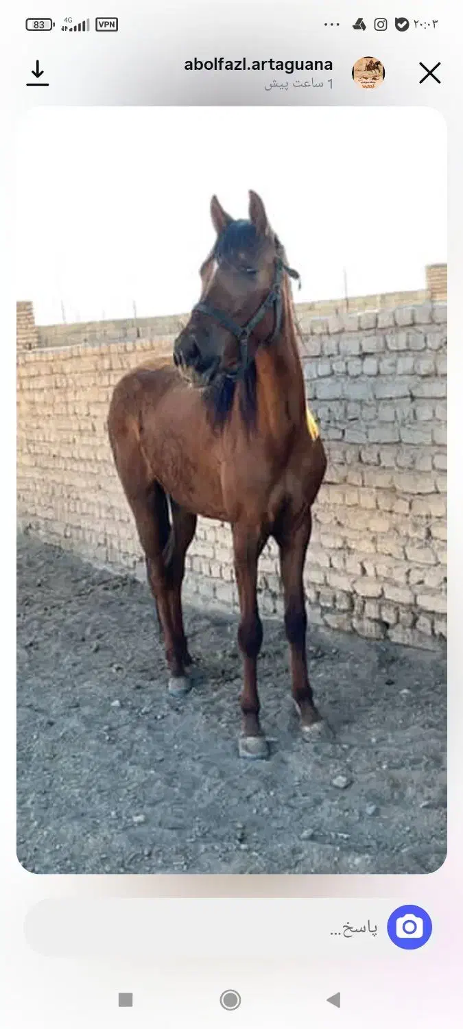 اسب ترکمن|اسب و تجهیزات اسبسواری|قائن, |دیوار