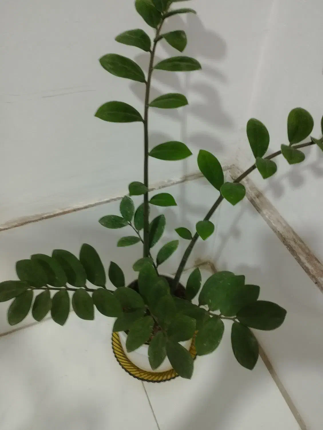 کل طبیعی|گل و گیاه طبیعی|مشهد, شهرک بهارستان|دیوار