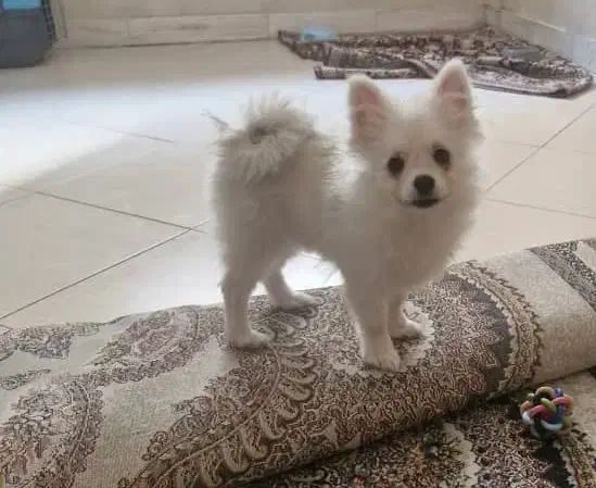 سگ پامرین|سگ|ری, اقدسیه|دیوار