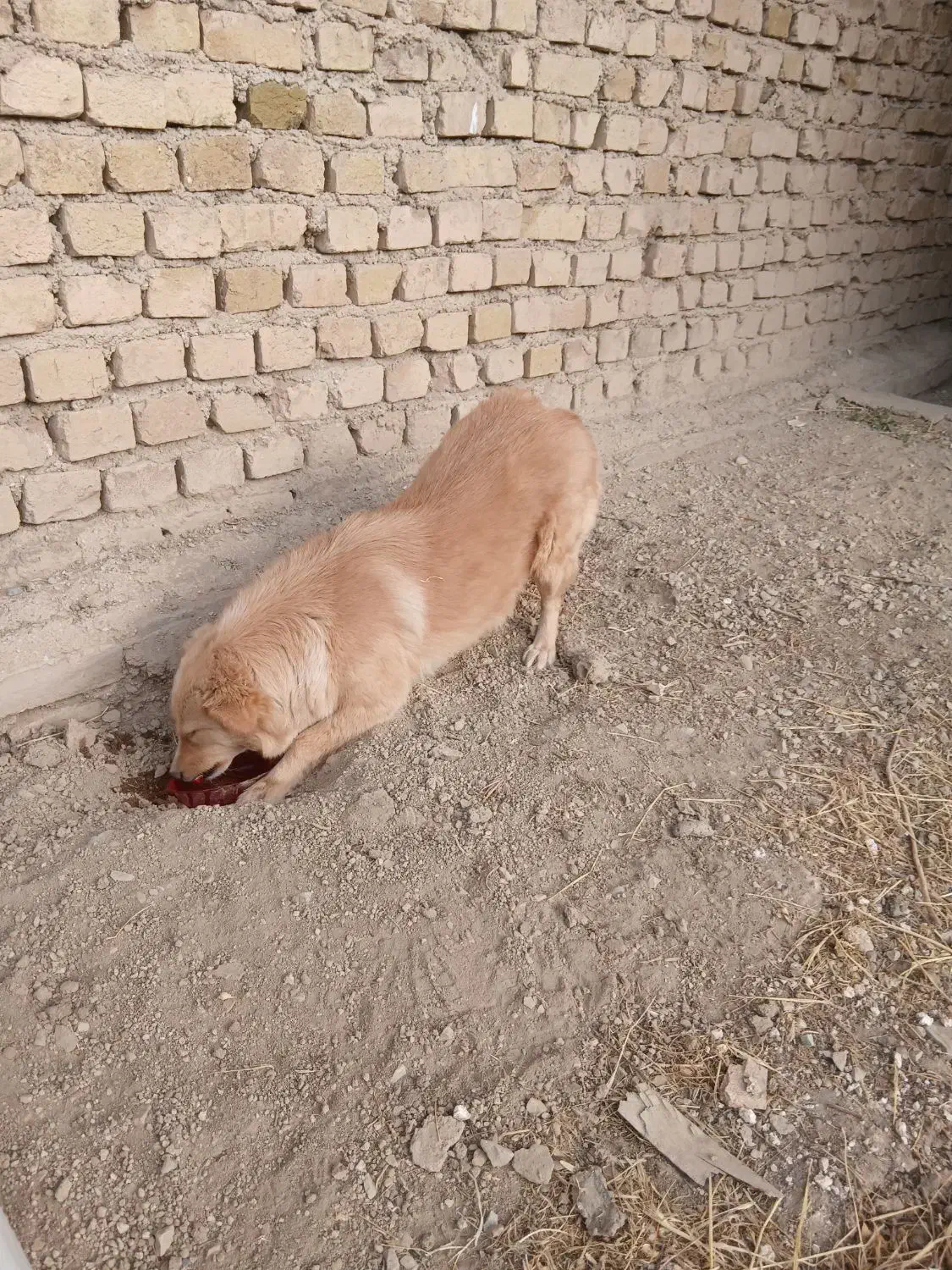 فروشی|سگ|ملایر, |دیوار