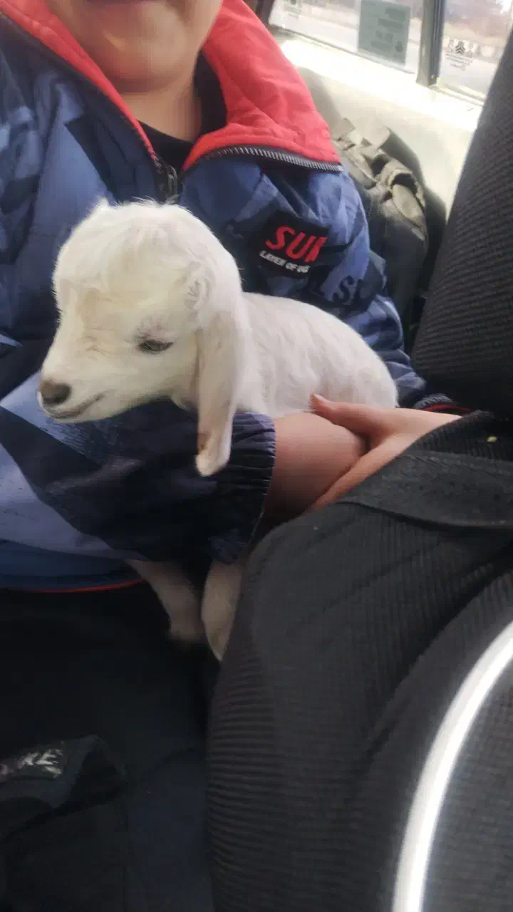 بزغاله|حیوانات مزرعه|کرمانشاه, |دیوار