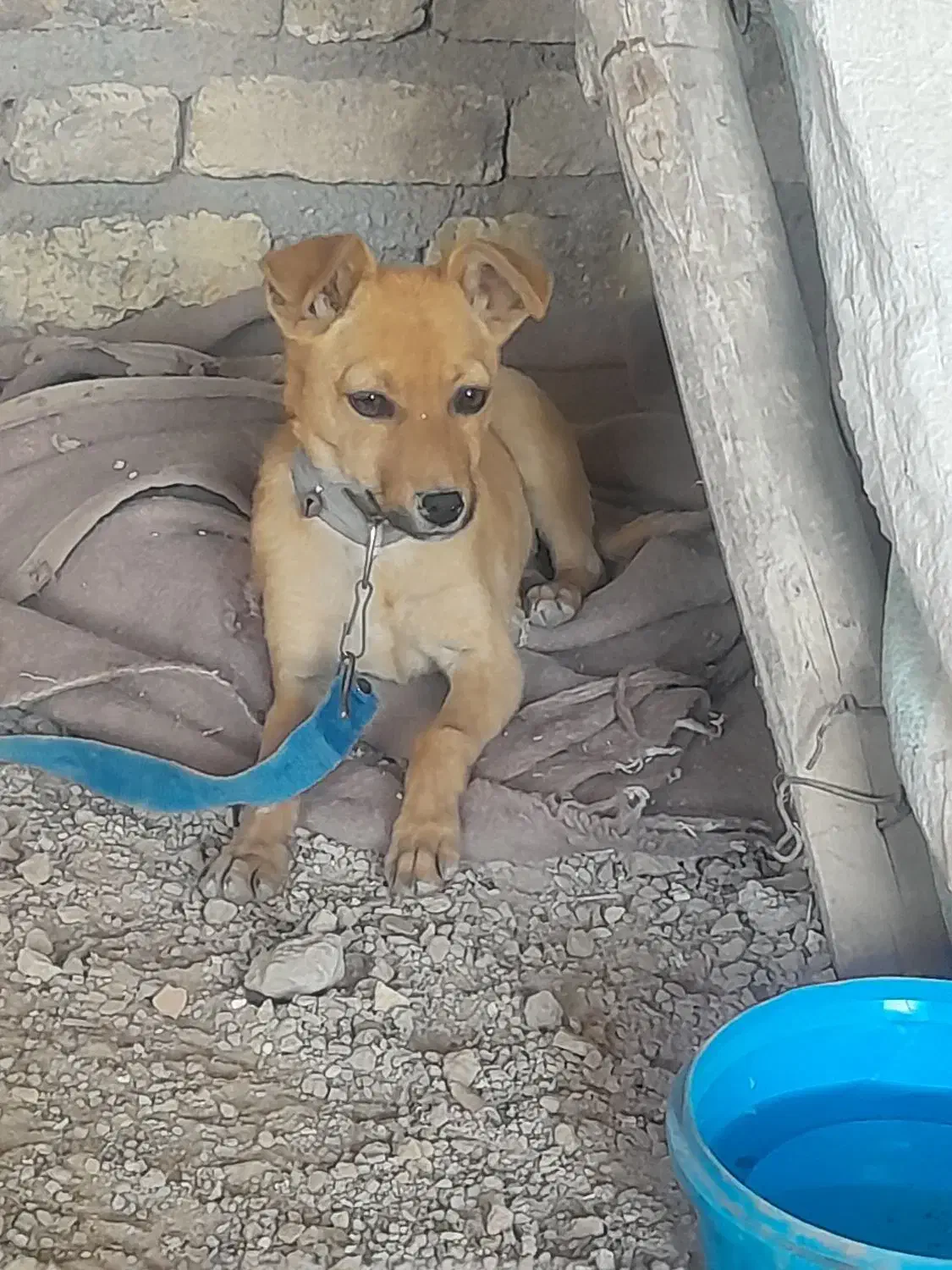 سگ پا کوتاه|سگ|بجنورد, |دیوار