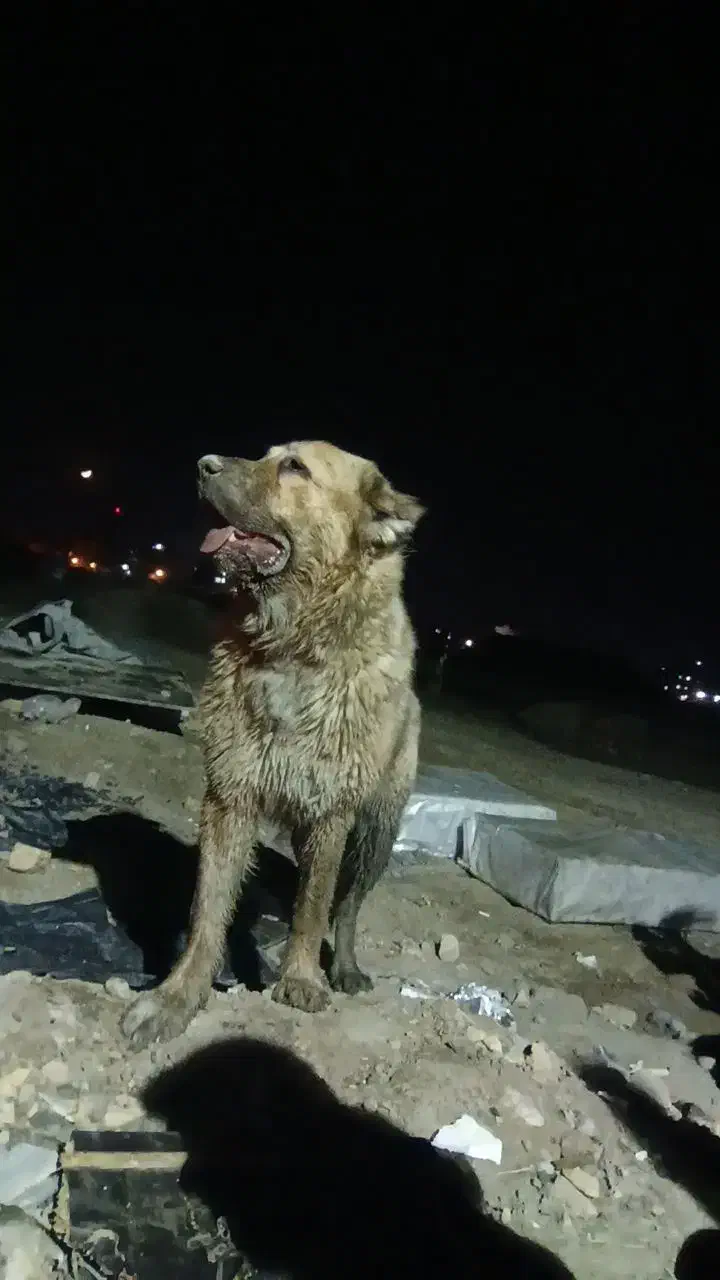 حیوون گمشده|حیوانات|مشهد, نظام دوست|دیوار