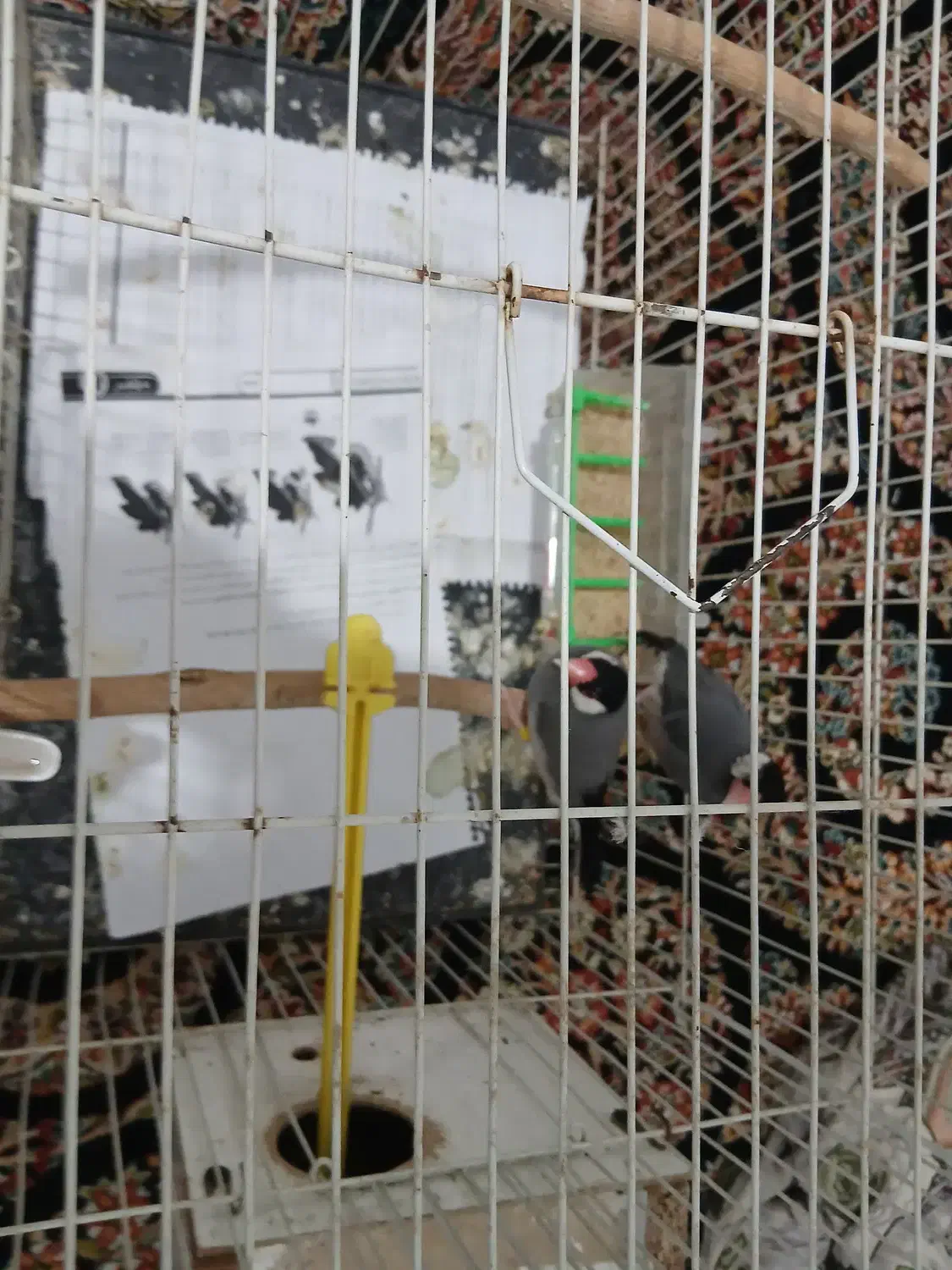 فنچ نرگسی|پرنده|مشهد, نوده|دیوار