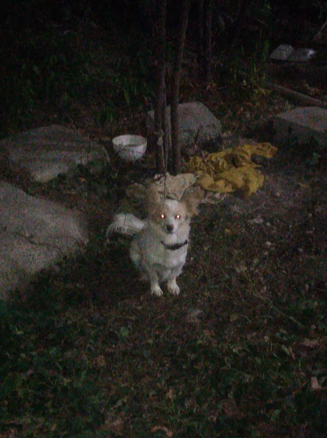 یک سگ پامرین روباهی|سگ|مشگین شهر, |دیوار