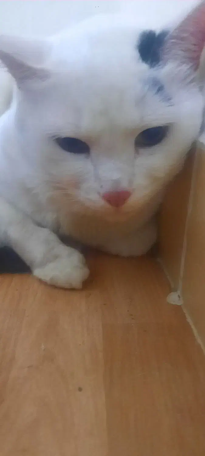 واگذاری گربه ترکیش|گربه|ورامین, ورامین|دیوار