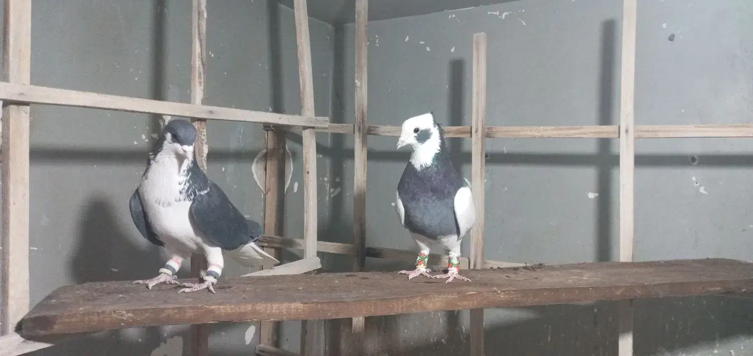 کبوتر رنگی|پرنده|تهران, شهرک علم و فناوری|دیوار