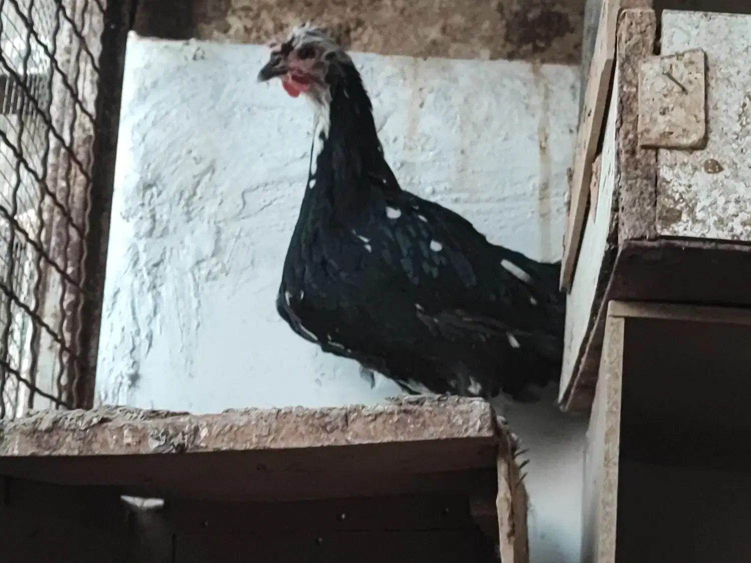 مرغ خروس گلین و تیمچه گلین ،جوجه یک ماهه و دوماهه|حیوانات مزرعه|تهران, سعیدآباد|دیوار