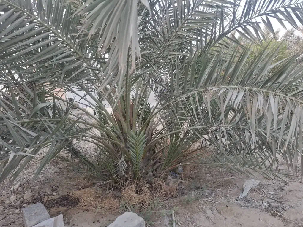 فروش پا جوش نخل|گل و گیاه طبیعی|بندر کنگان, |دیوار