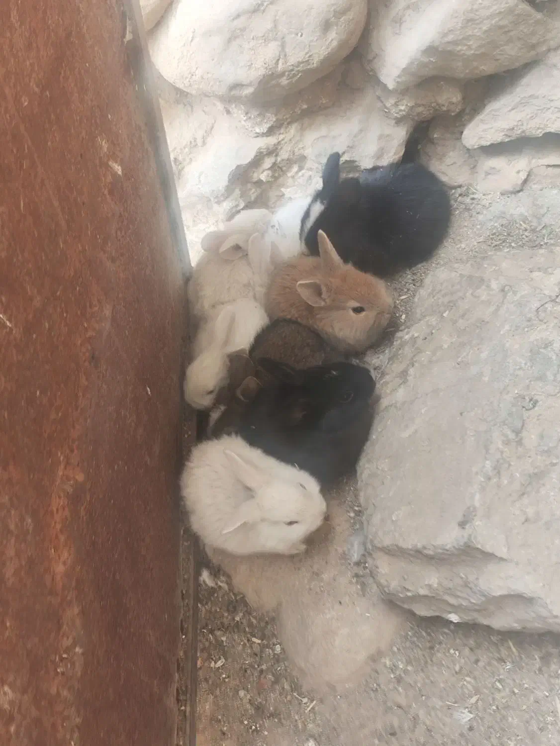 توله خرگوش|موش و خرگوش|باشت, |دیوار