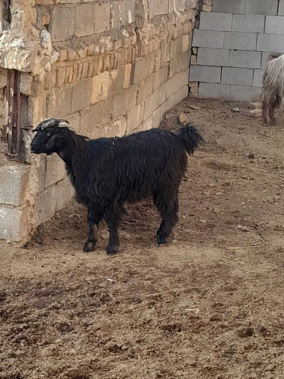 کهره|حیوانات مزرعه|مرودشت, فیروزی|دیوار