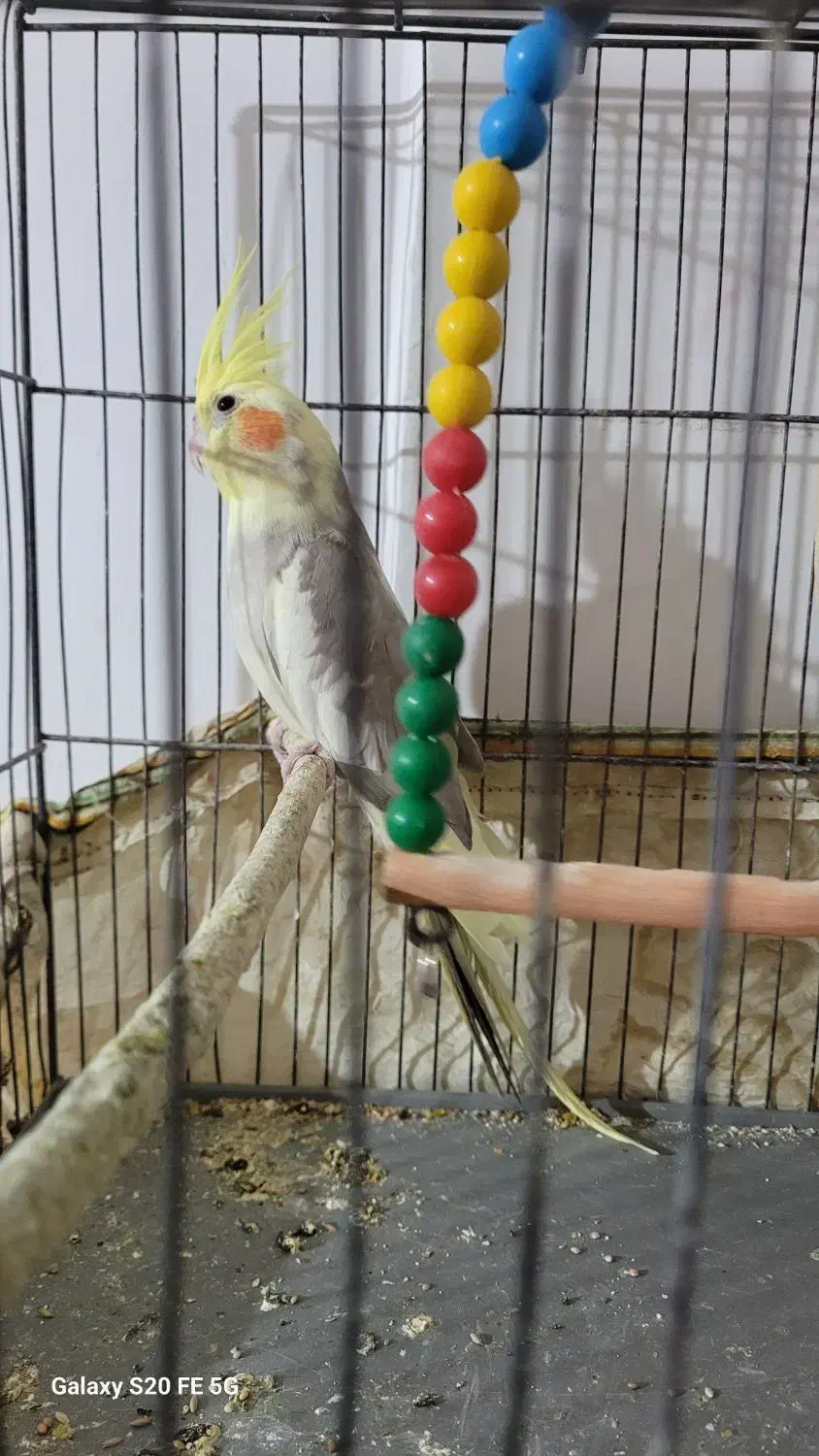 جفت عروس هلندی|پرنده|اسفراین, |دیوار