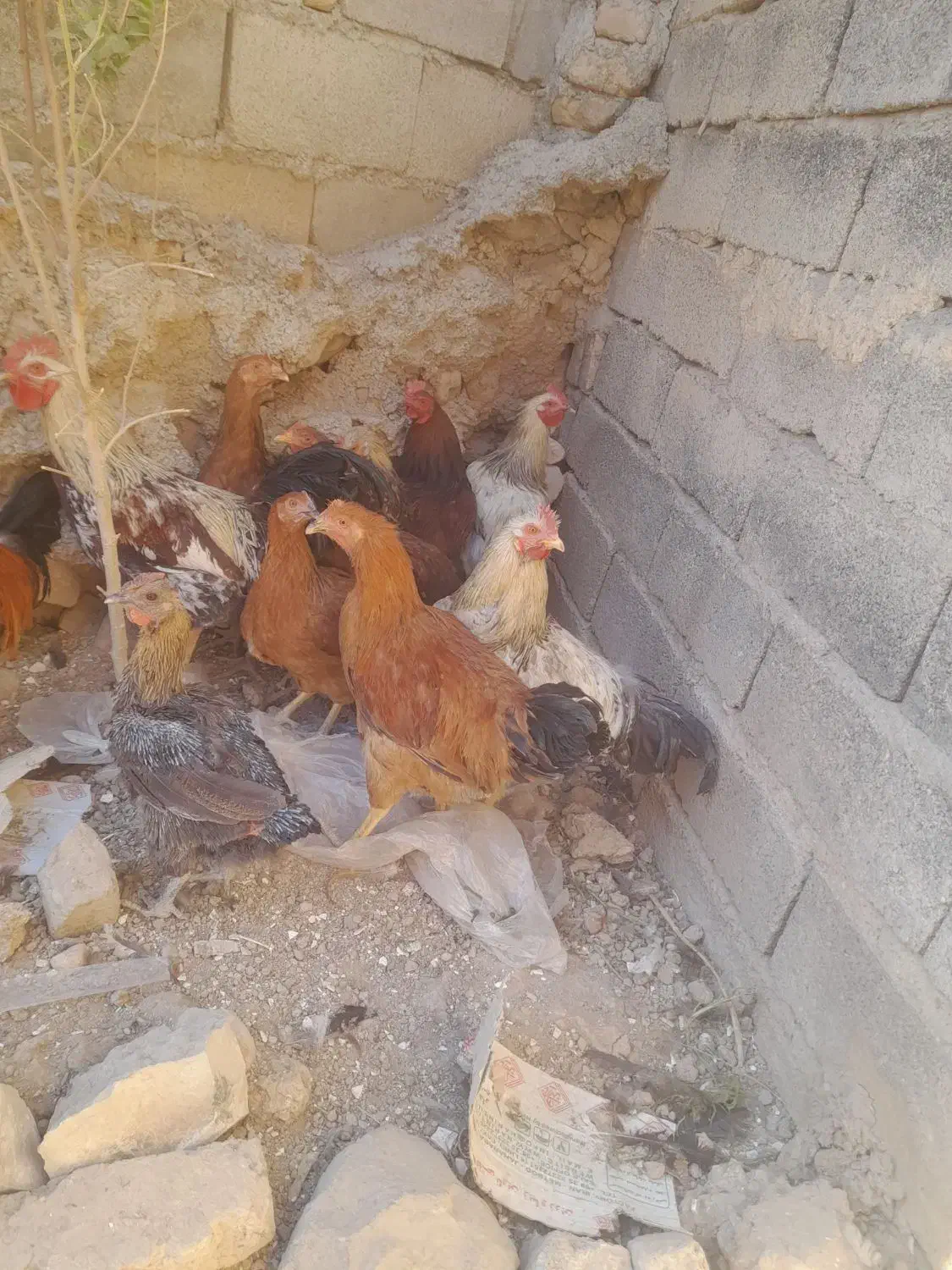 پرنده|حیوانات مزرعه|ویسیان, |دیوار