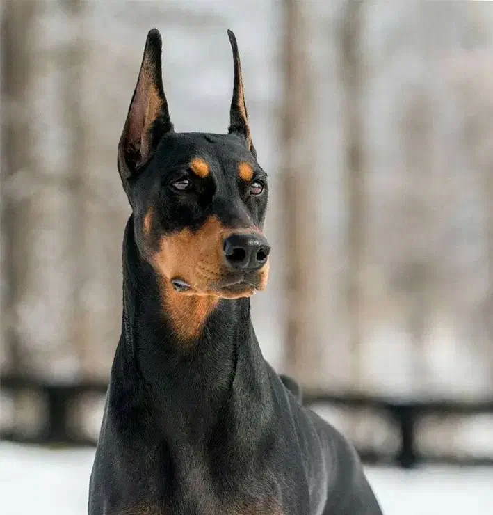 فروش سگ دوبرمن|سگ|بروجرد, |دیوار