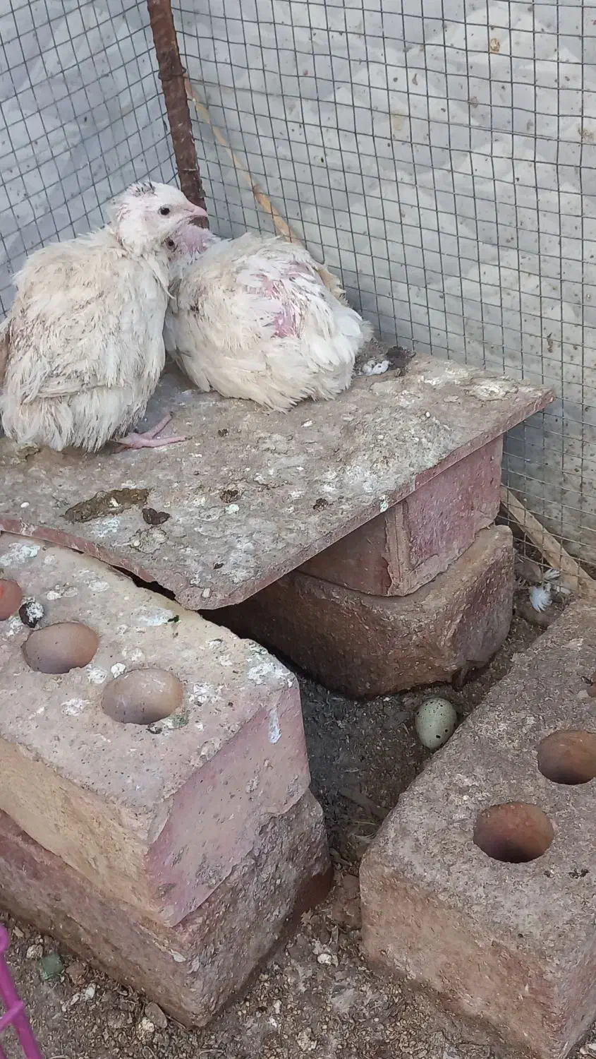 بلدرچین تخمی|حیوانات مزرعه|ایرانشهر, |دیوار