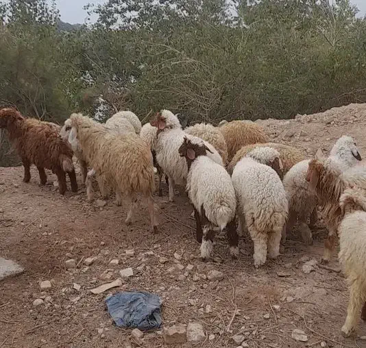 بره نر وماده|حیوانات مزرعه|اهواز, منازل کارون|دیوار