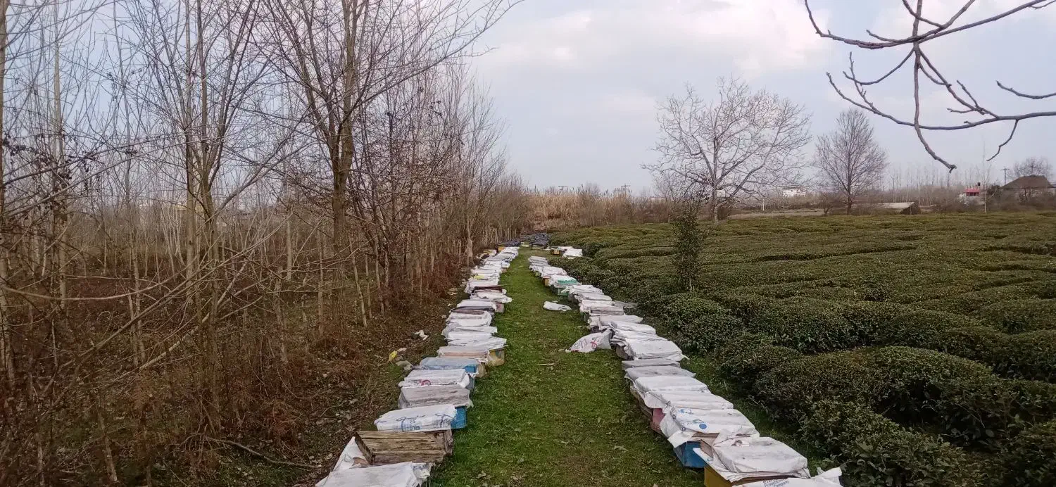 فروش زنبور قوی|حیوانات مزرعه|شفت, |دیوار