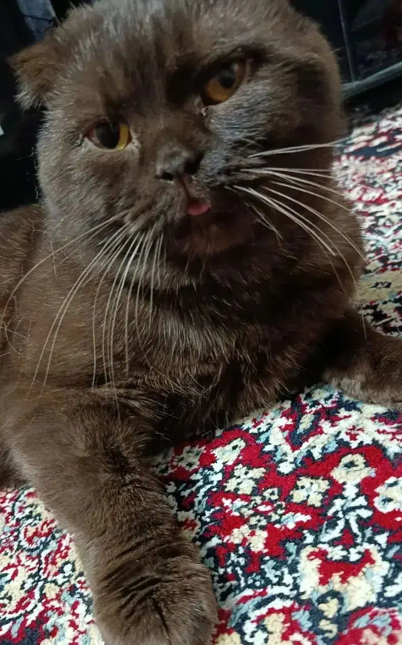 گربه اسکاتیش|گربه|کرمان, |دیوار