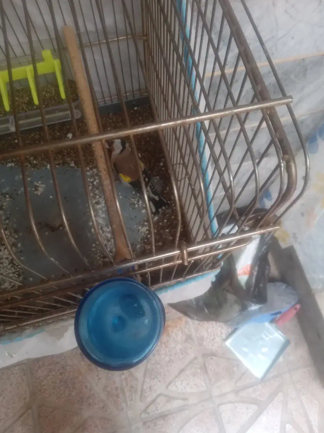 سهره نر|پرنده|خوی, |دیوار