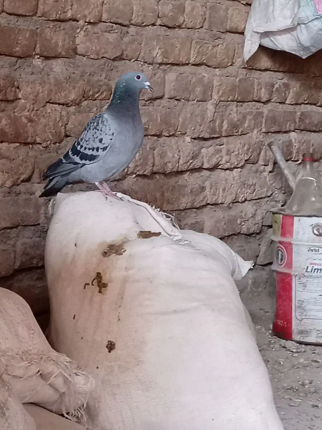 کفتر درجه یک|پرنده|رشتخوار, |دیوار