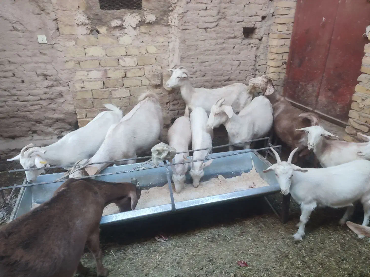فروش چند راس گوسفند|حیوانات مزرعه|مهریز, |دیوار