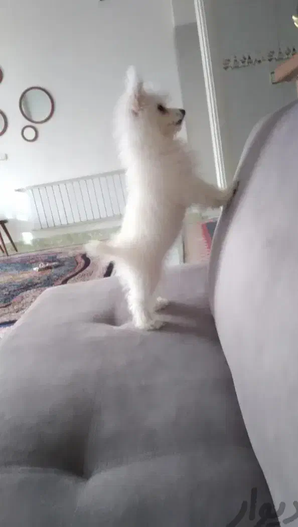 پامر روباهی ماده|سگ|محمدشهر, محمدشهر|دیوار