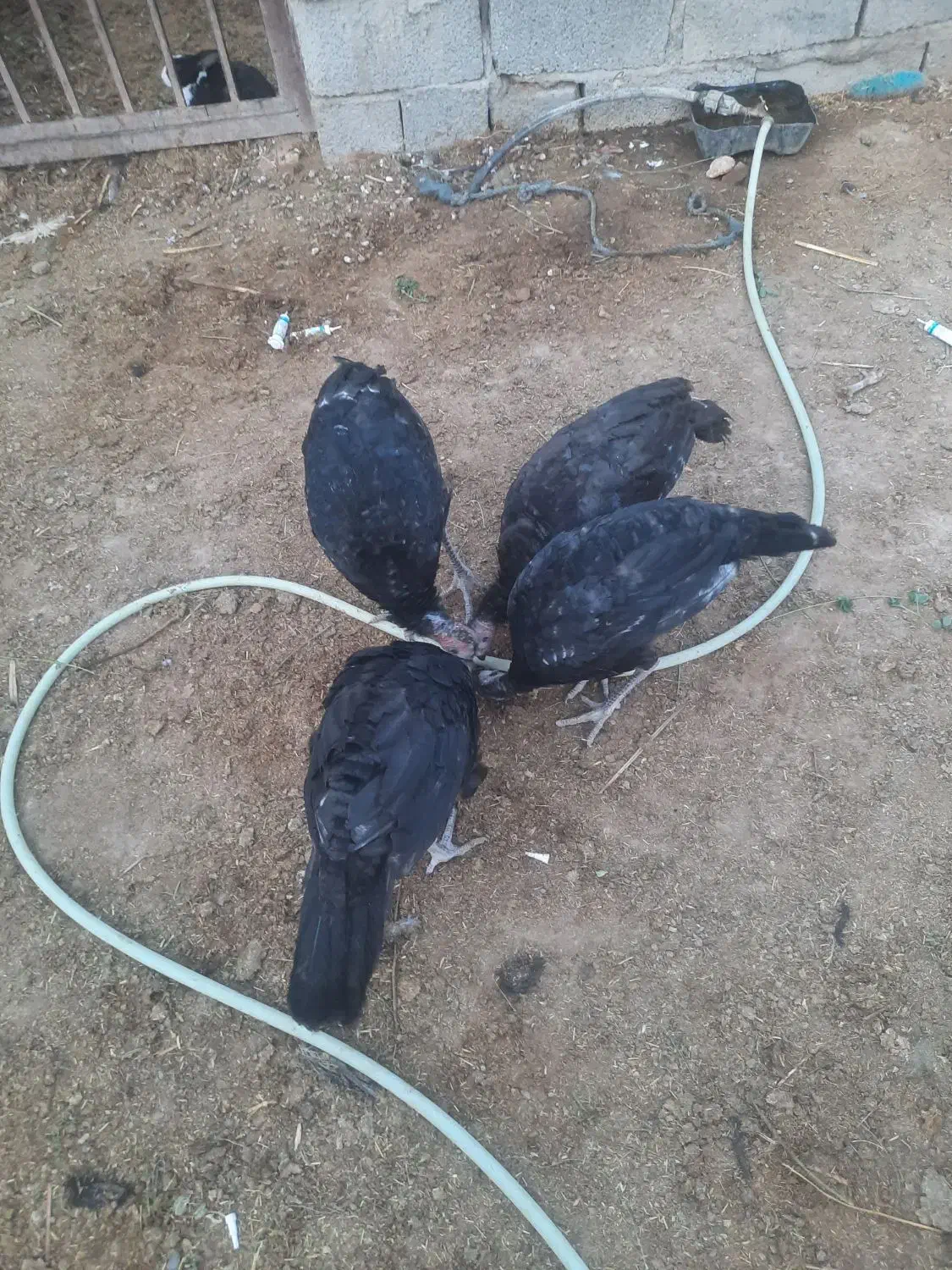 بقلمون خیلی خوب|حیوانات مزرعه|سراوان, |دیوار