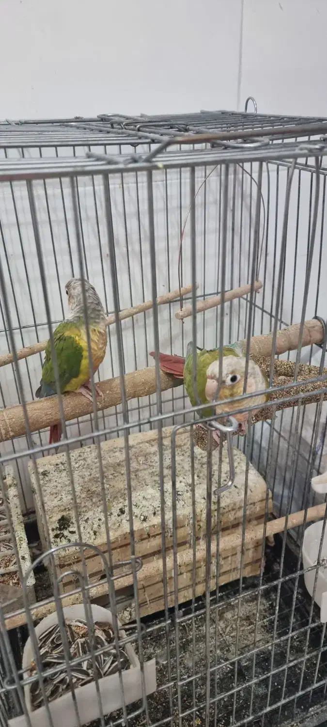 گیرینچیک|پرنده|صدرا-فارس, فاز ۲|دیوار