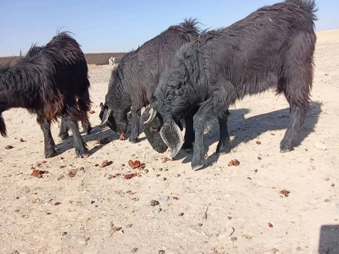 تعداد چهارتا تروشت فروشی بصورت تکی و یک جاه|حیوانات مزرعه|سیب و سوران, |دیوار