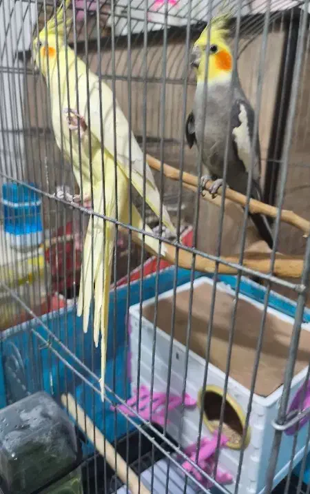 عروس هلندی نر و ماده|پرنده|ماهدشت, |دیوار