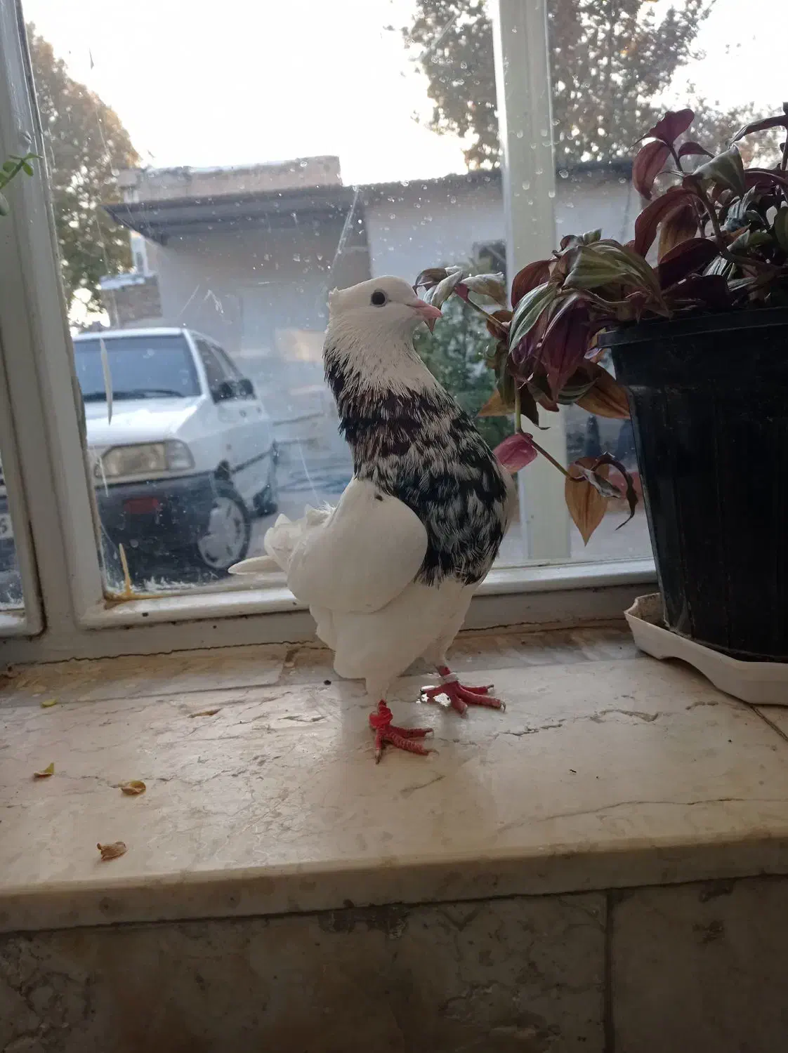 طوقی همه رنگ|پرنده|پیر بکران, |دیوار