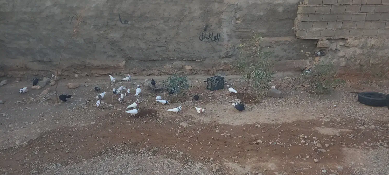 پرنده|پرنده|لالی, |دیوار