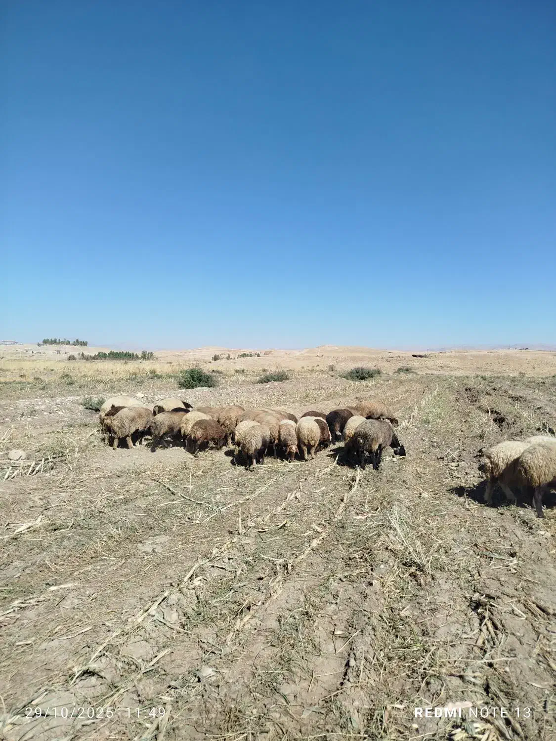 گوسفند جوان درجه یک|حیوانات مزرعه|درب گنبد, |دیوار