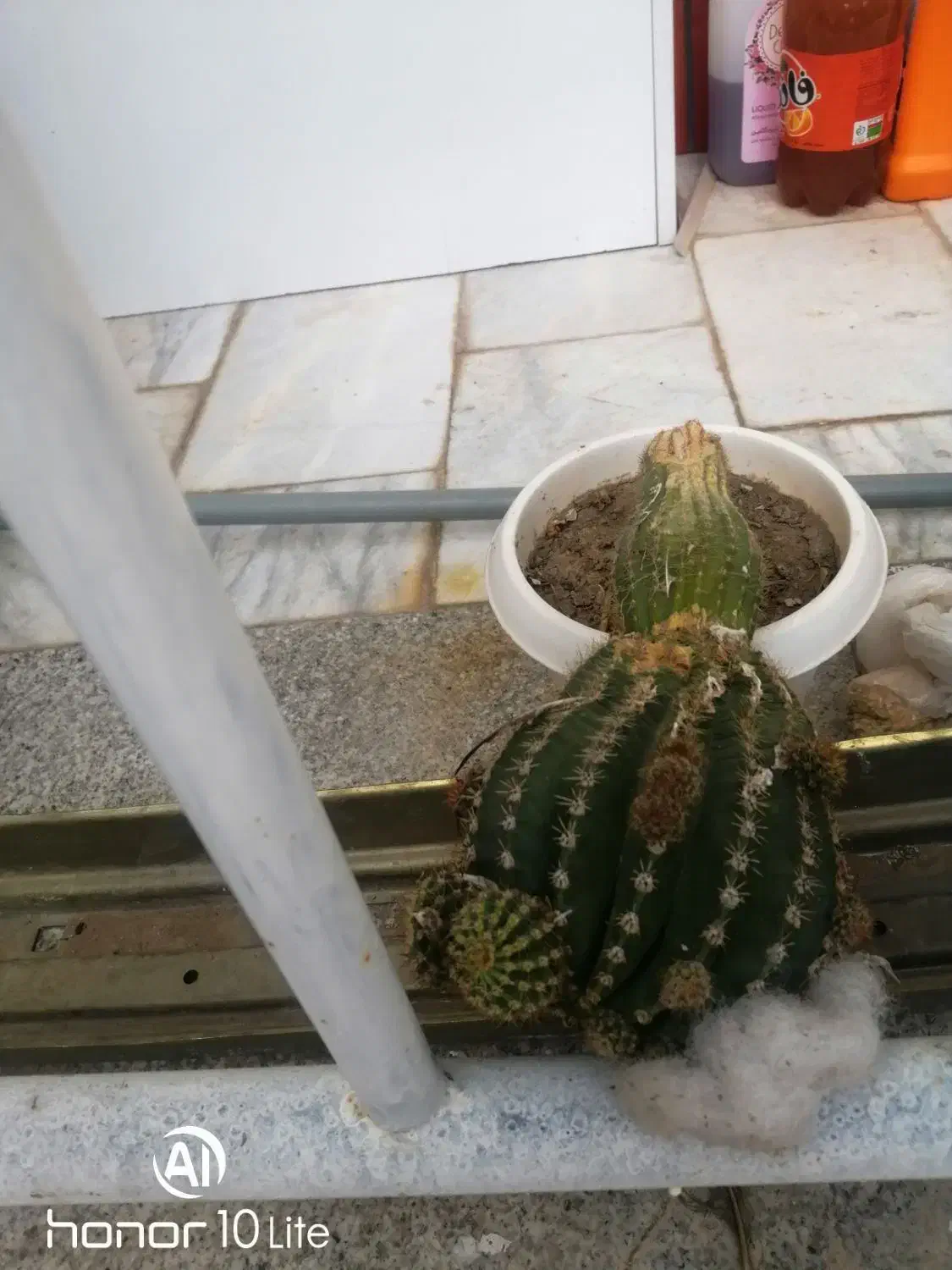 چهار تا گلدان کاکتوس بزرگ توافقی به فروش میرسد|گل و گیاه طبیعی|سبزوار, توحیدشهر|دیوار