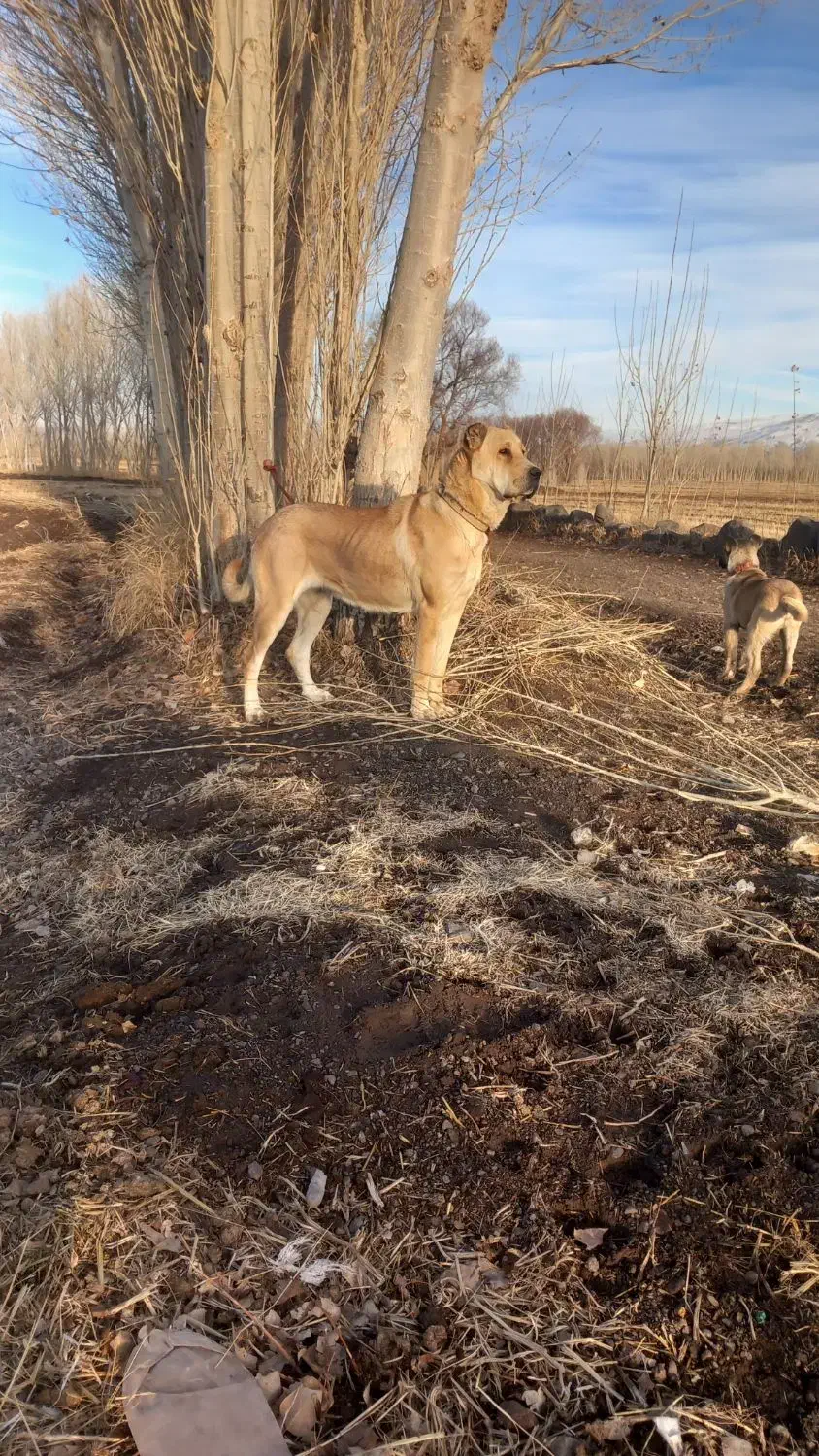 سگ ماده|سگ|سراب, |دیوار