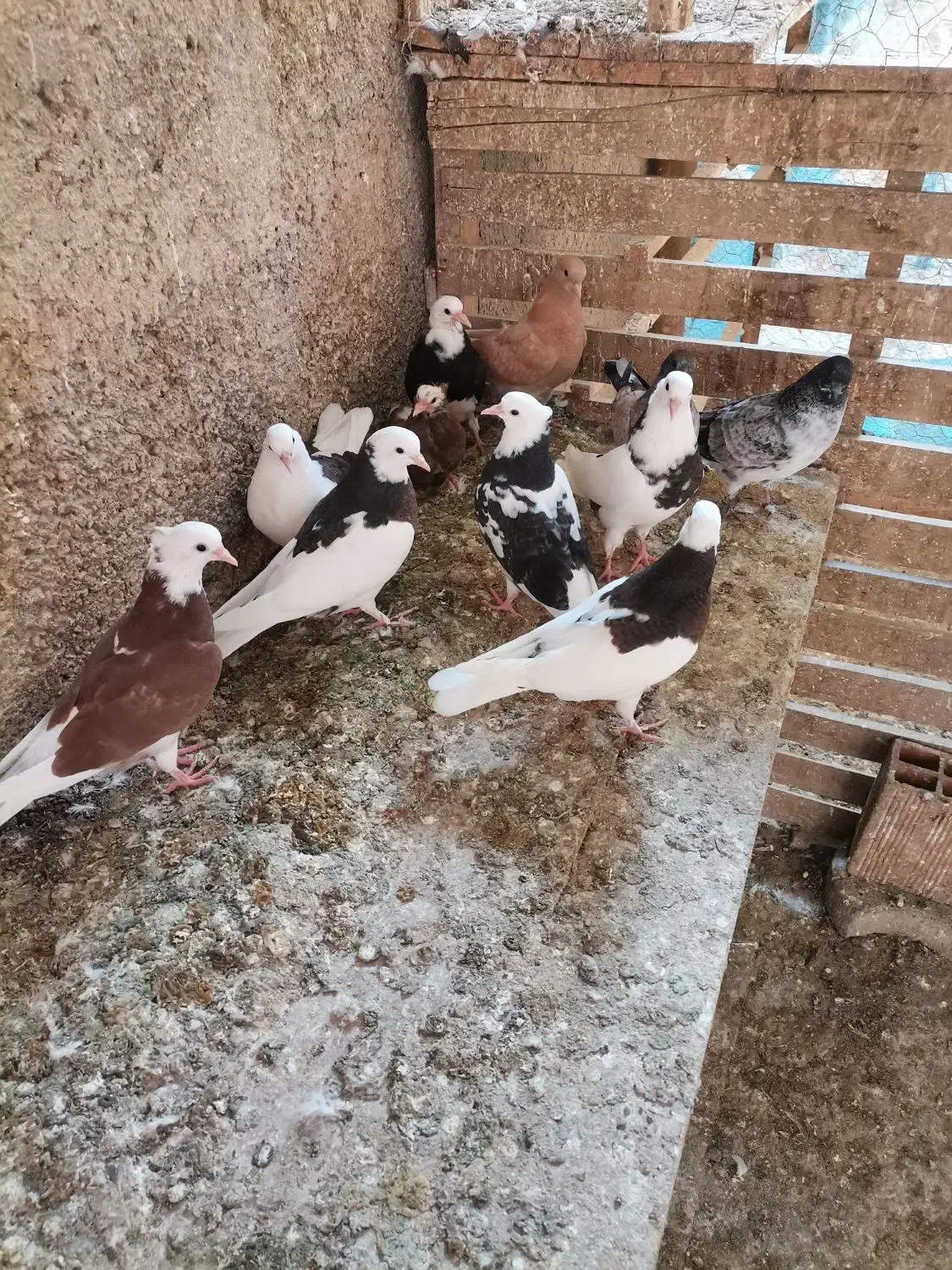فروش جوجه کبوتر|پرنده|بهشهر, |دیوار