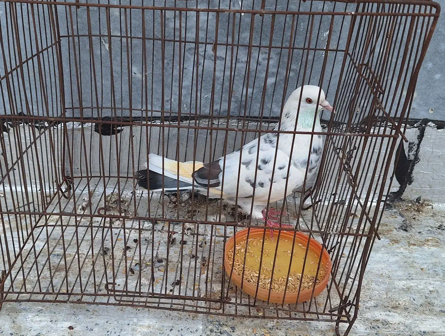 کفتر  پرشی|پرنده|قیدار, |دیوار