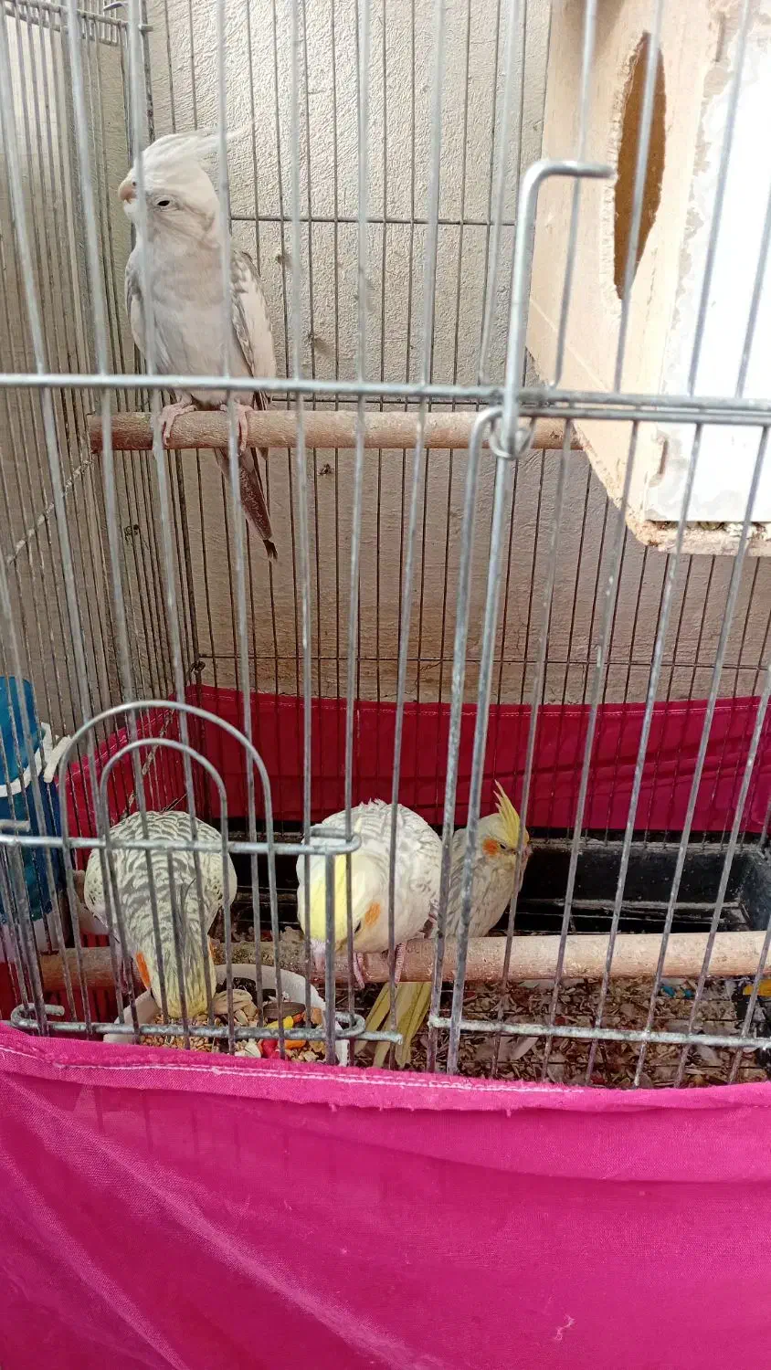 عروس هلندی|پرنده|رباطکریم, رباطکریم|دیوار