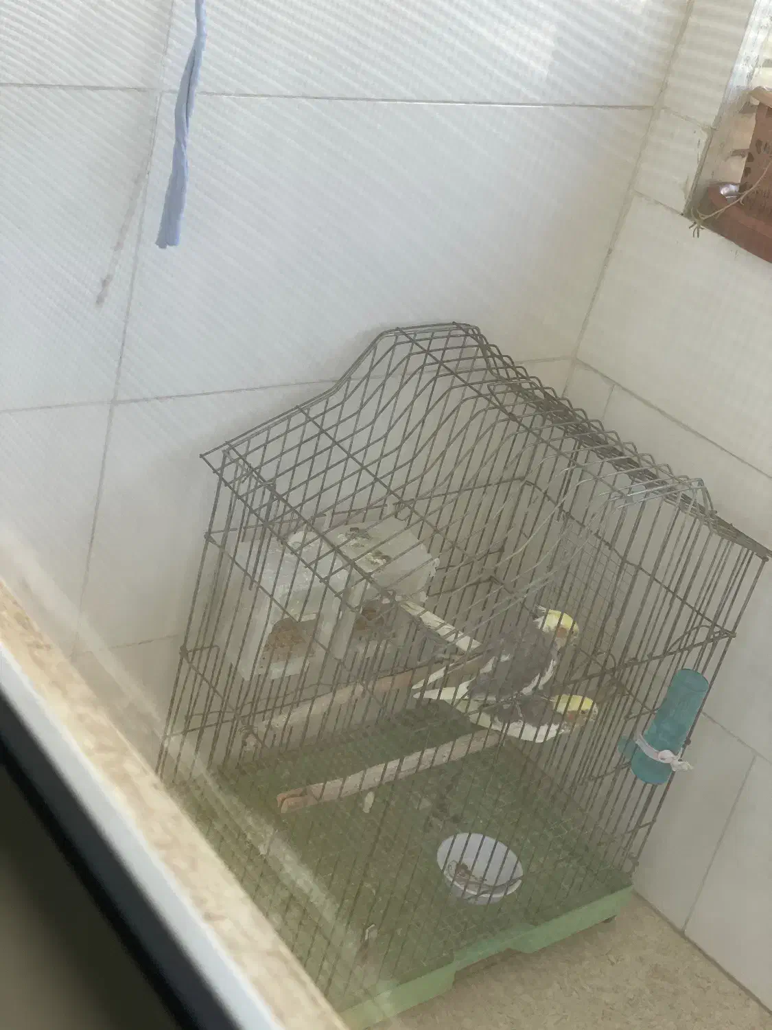 عروس جفت با تخفیف|پرنده|بافق, |دیوار