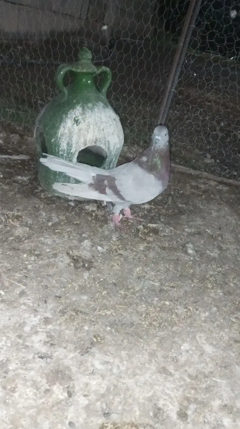 دوتا لایه دم سفید نر|پرنده|نرماشیر, |دیوار