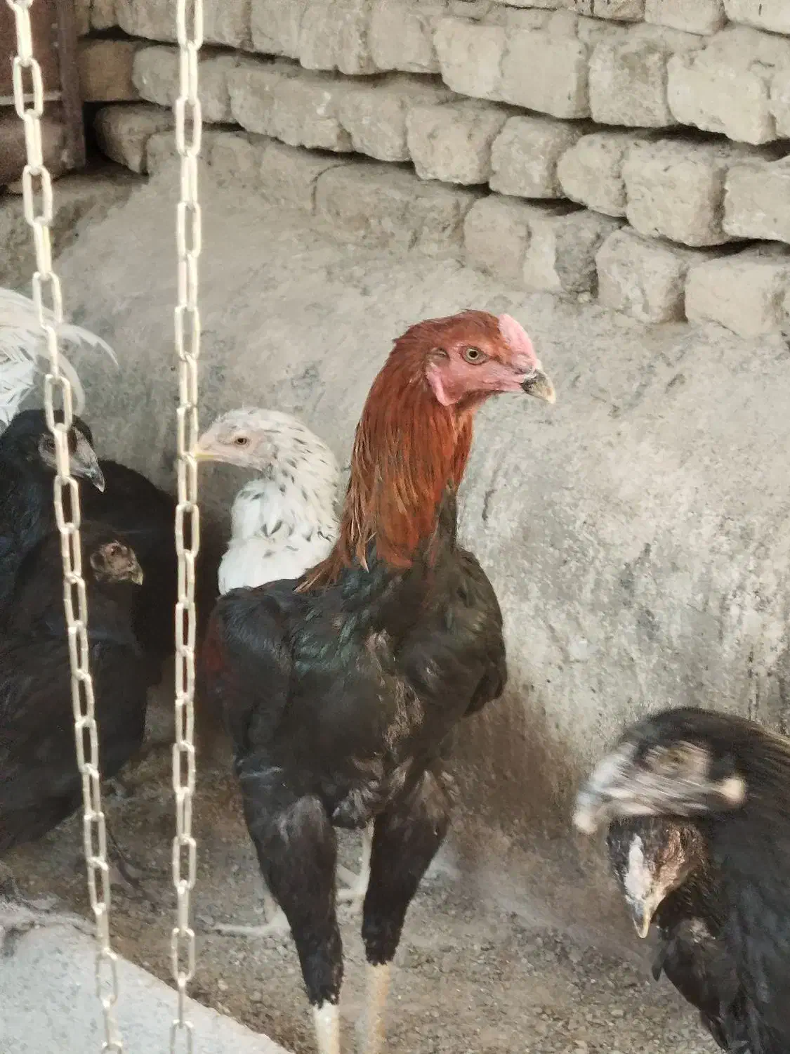 خروس لاری اصل قلم سبز فروشی جوون|حیوانات مزرعه|تربت‌حیدریه, رباط سفلی|دیوار