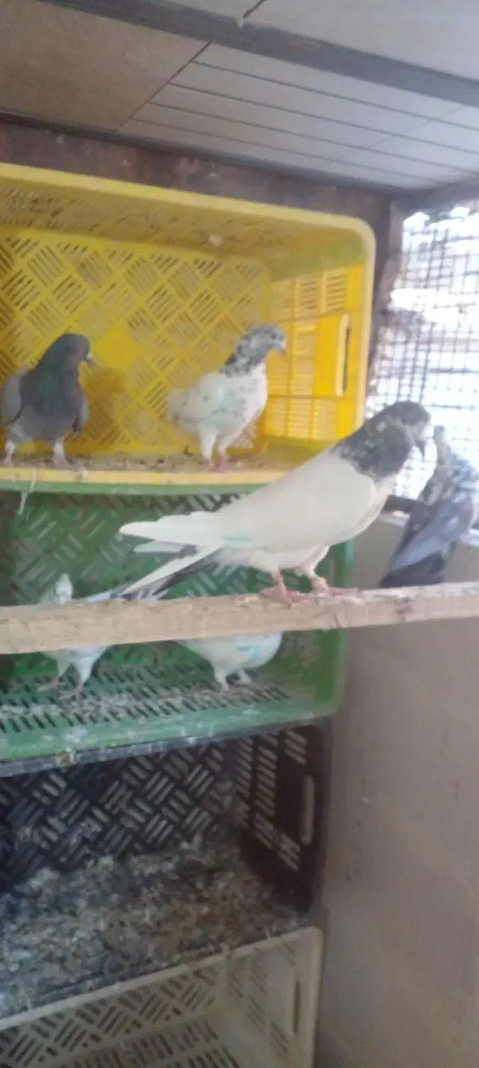 کبوتر پرشی|پرنده|شاهنجرین, |دیوار