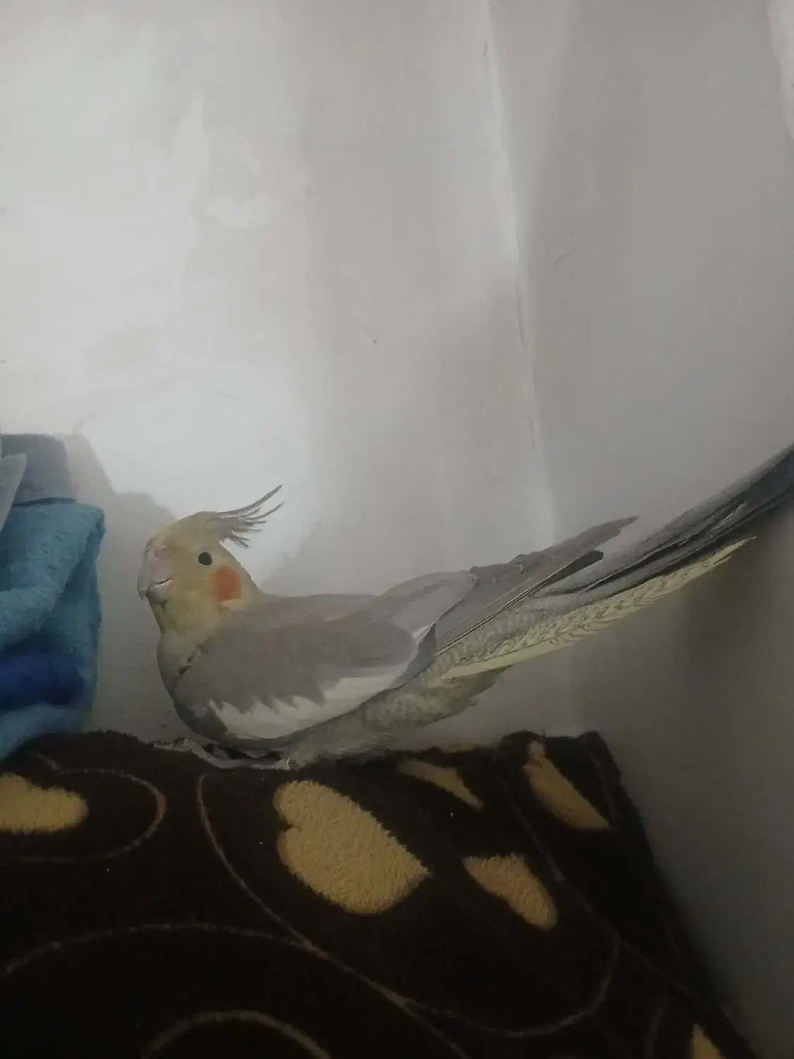 عروس هلندی ماده|پرنده|بروجرد, |دیوار