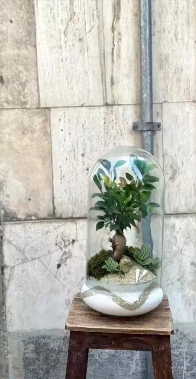 تراریوم ،کادو،هدیه.مناسبت.بنسای|گل و گیاه طبیعی|تهران, ائمه اطهار|دیوار