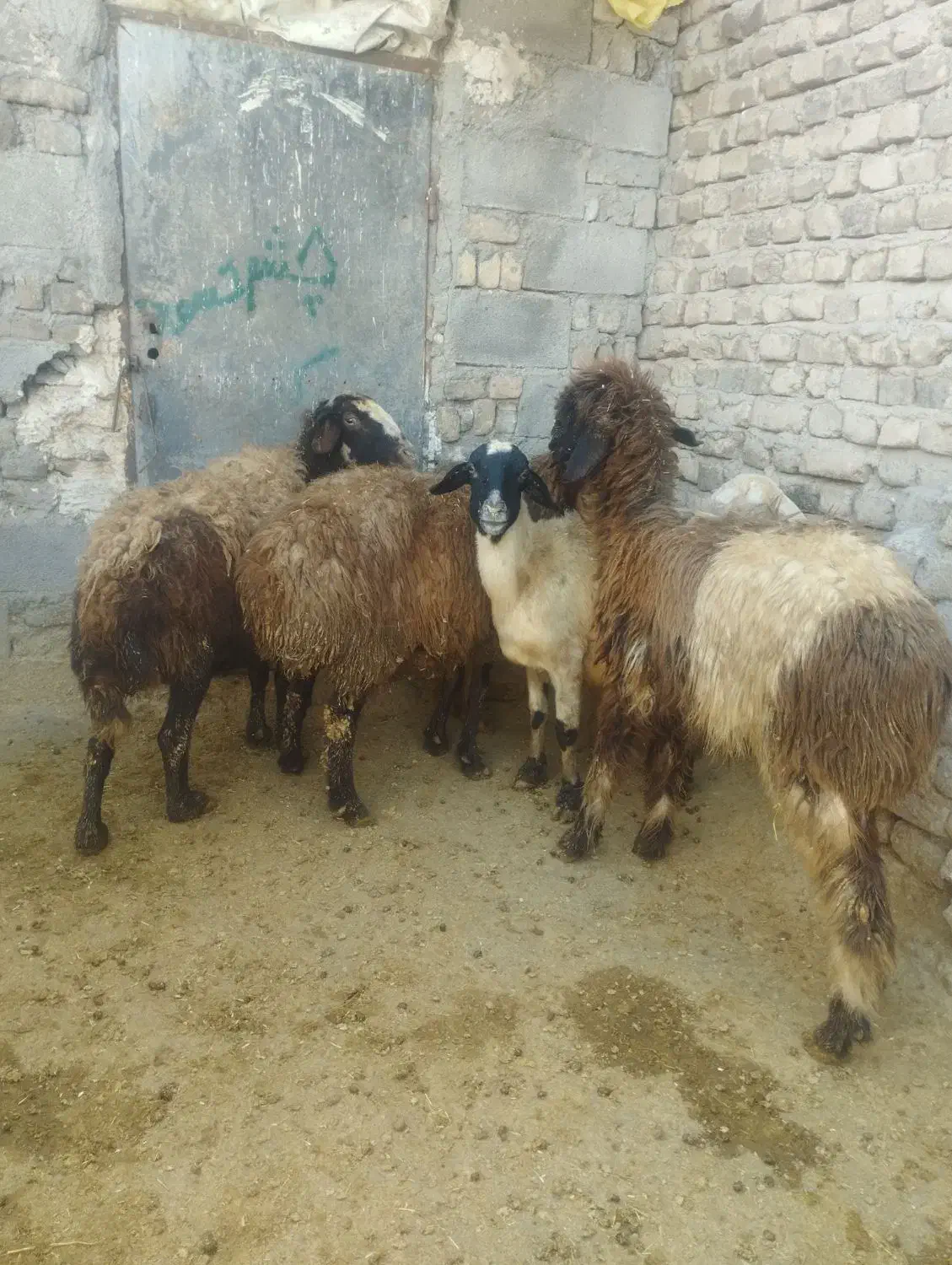 میش و بره|حیوانات مزرعه|سیلاخور, |دیوار