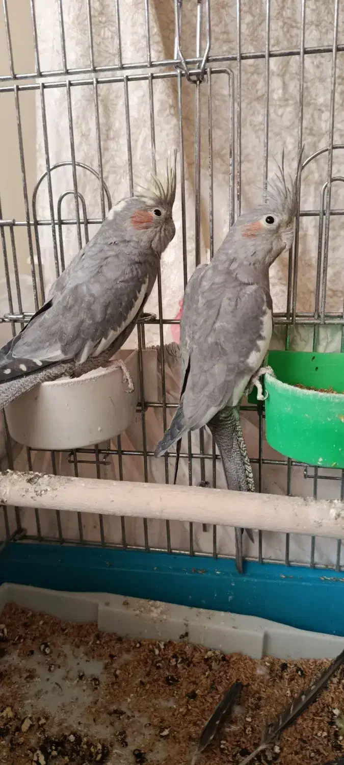 عروس هلندی قناری مرغ عشق|پرنده|آبعلی, |دیوار