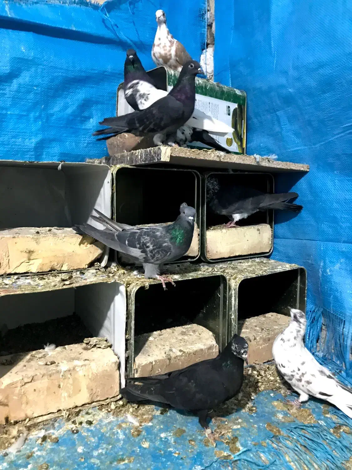 کفتر|پرنده|کاشان, پشت شهربانی|دیوار